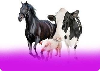 Товары для животноводства